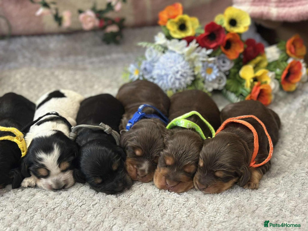 Cocker Spaniel dogs for stud: Chocolate and tan cocker stud  - Image 10