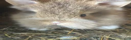 Lionhead rabbits for sale: Various colour lion head bunnies  - Advert 10
