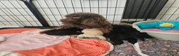 Miniature Poodle dogs for sale: Lovingly Raised Puppies , Miniature Poodles 🐩  - Advert 12