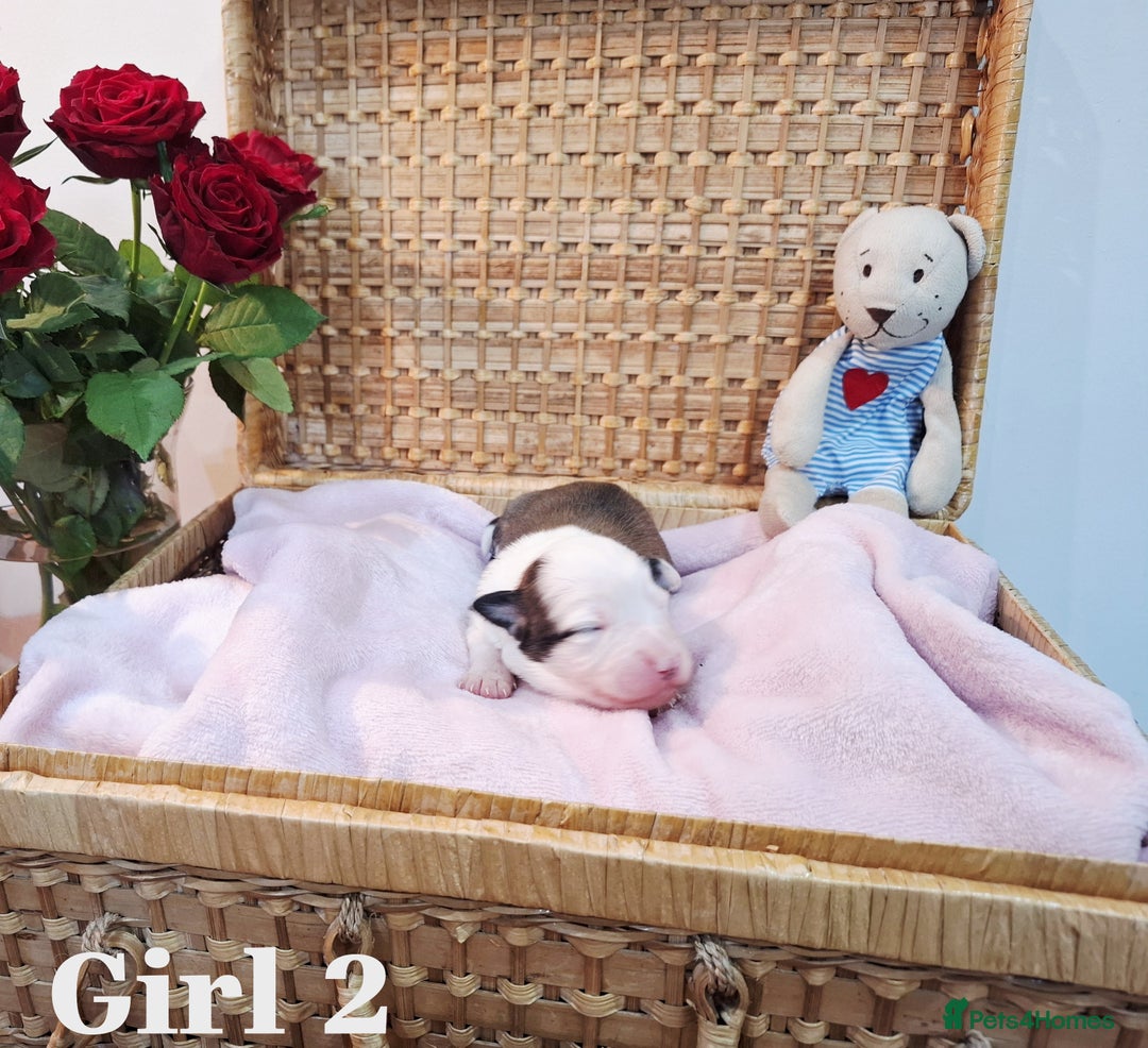 Border Collie dogs for sale: **Rare sable and white Border Collie puppies.** - Image 5