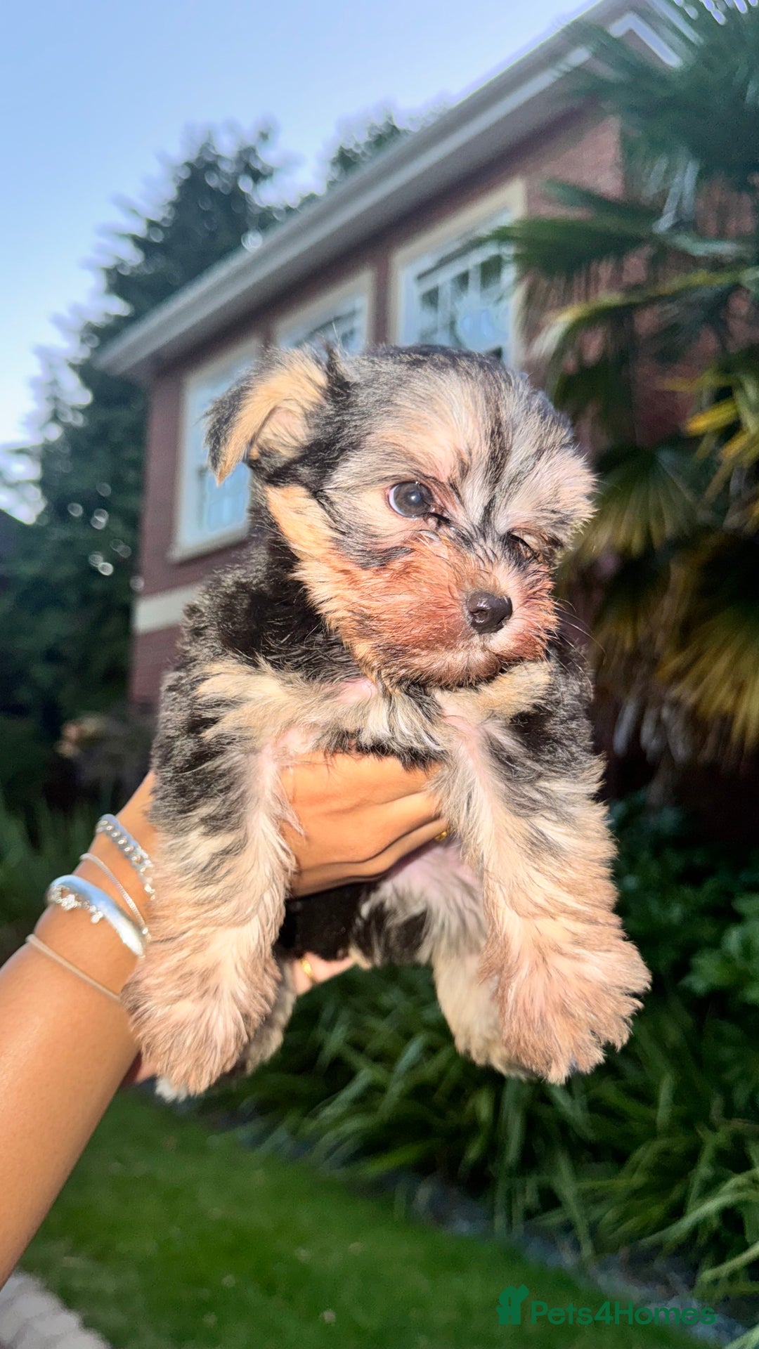 Yorkshire Terrier dogs for sale: Adorable Yorkshire Terrier Male Puppy 🐾 11 w.o. - Image 2