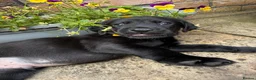 Labrador Retriever dogs for sale: 5 gorgeous Labrador puppies  in Cardiff - Advert 5