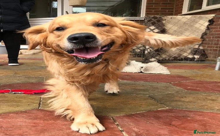 Golden Retriever dogs - Advert 1