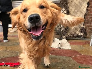 Golden Retriever dogs - Advert 11