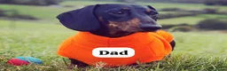 Miniature Dachshund dogs for sale: HEALTH TESTED KC MINIATURE Dachshund PUPPIES - Advert 3