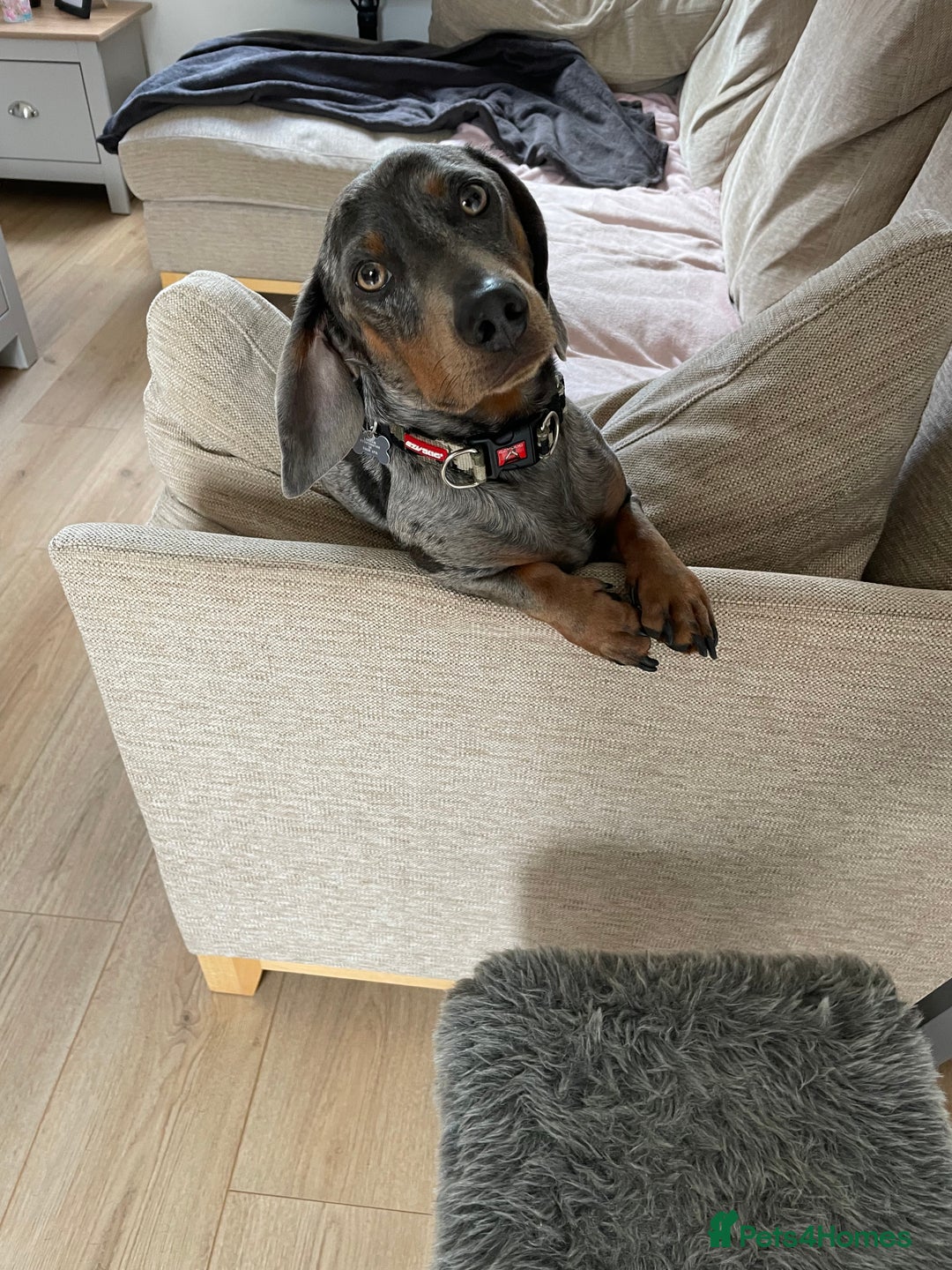 Miniature Dachshund dogs for stud: Proven dapple dachshund for stud - Image 5