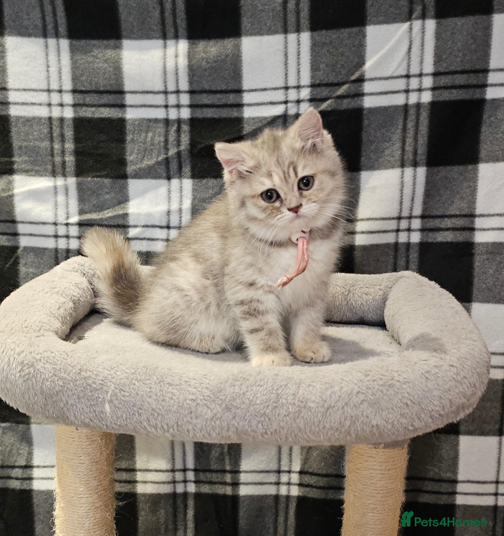 British Shorthair cats TICA registered blue golden spot female  - Advert 1