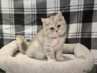 British Shorthair cats TICA registered blue golden spot female - Advert 1