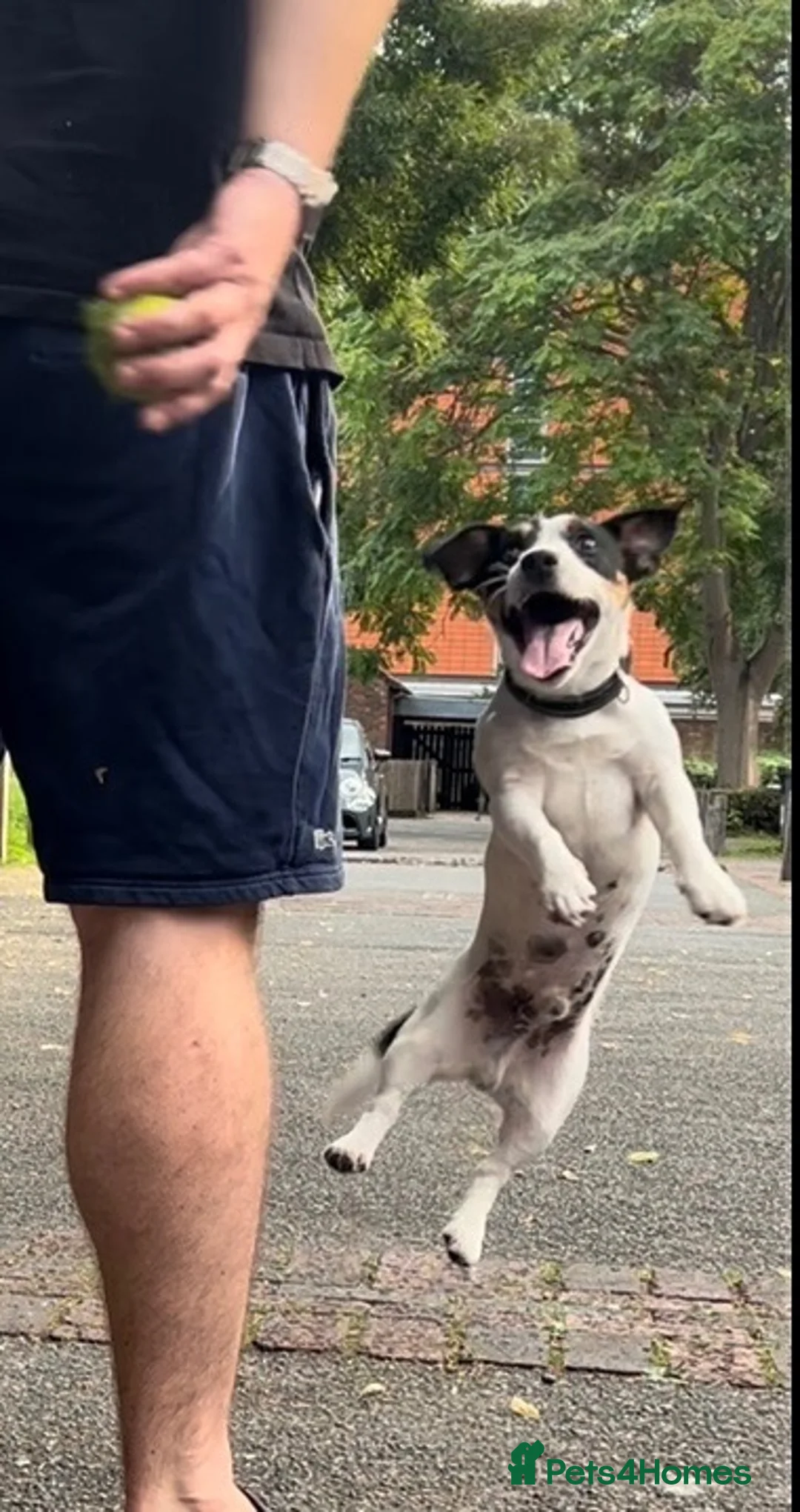 Jack Russell dogs for sale: 2-year-old cute Jack Russell in London - Advert 2