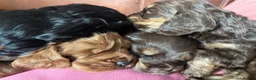 Cockapoo dogs for sale: Cockapoo pups for sale - Advert 15