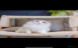 Ragdoll cats for sale: Ragdolls kittens from Chinese bloodline  - Image 12