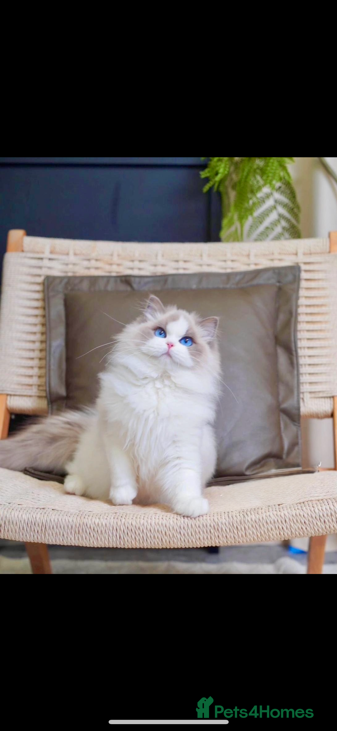 Ragdoll cats for sale: Ragdolls kittens from Chinese bloodline  - Image 12