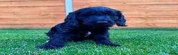 Mixed Breed dogs for sale: Beautiful Schnoodle Babies 🐾🐾🐾 - Advert 10