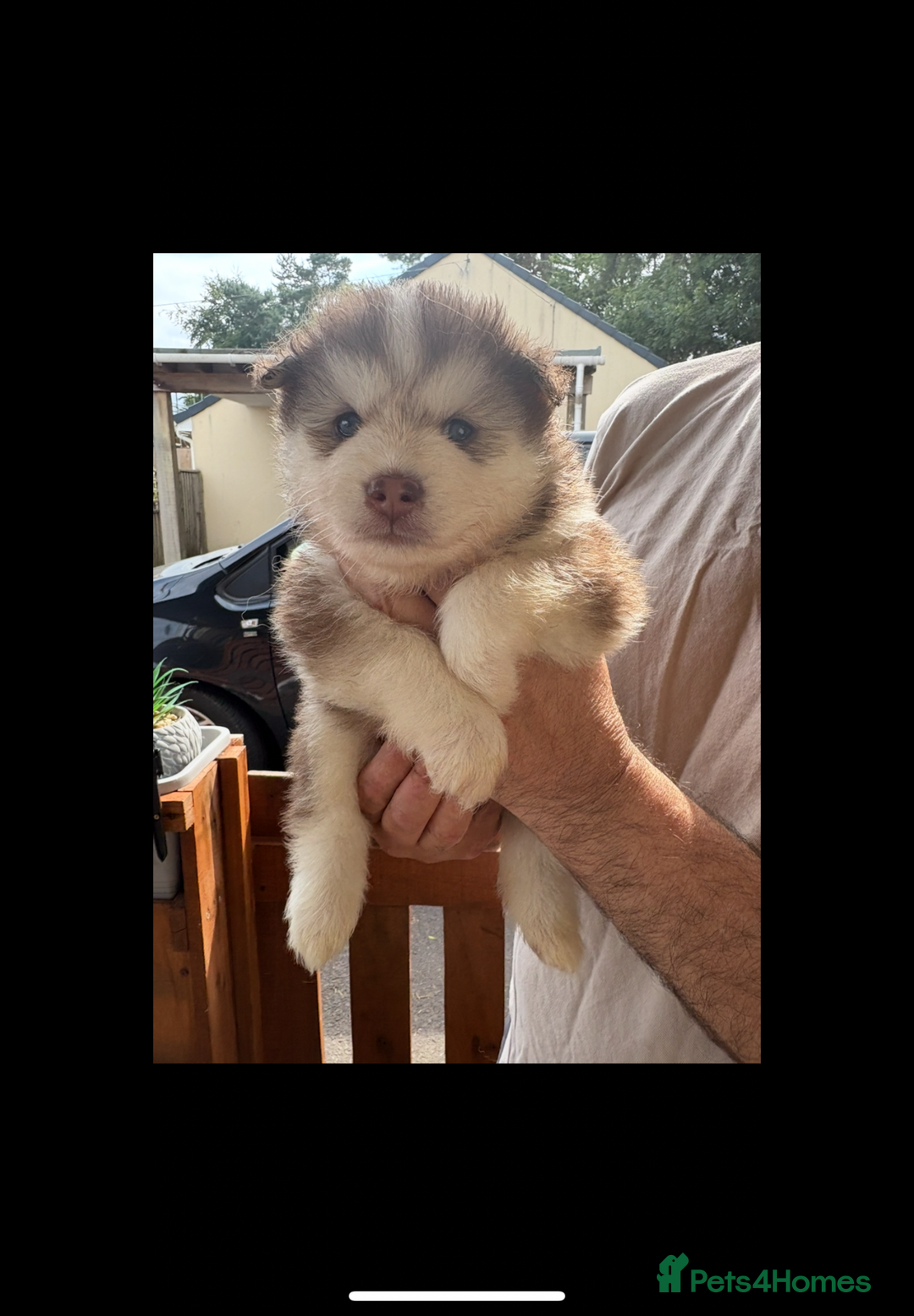 Pomsky dogs for sale: Champion bloodline f4 pomskys - Image 10