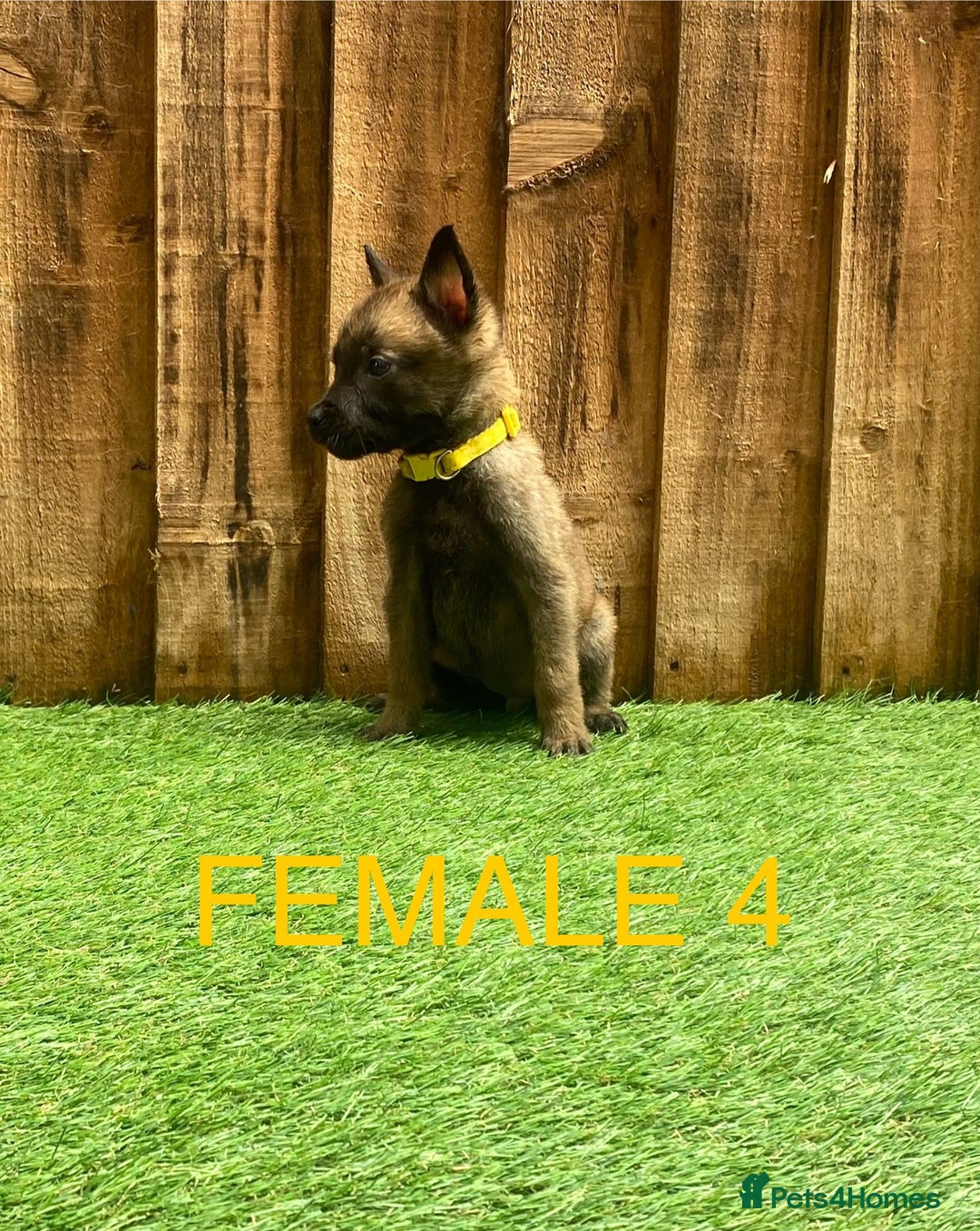 Belgian Shepherd Dog dogs for sale: Beautiful Belgium Malinois pups for sale  - Image 9