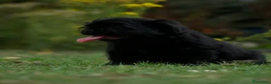 Black female 