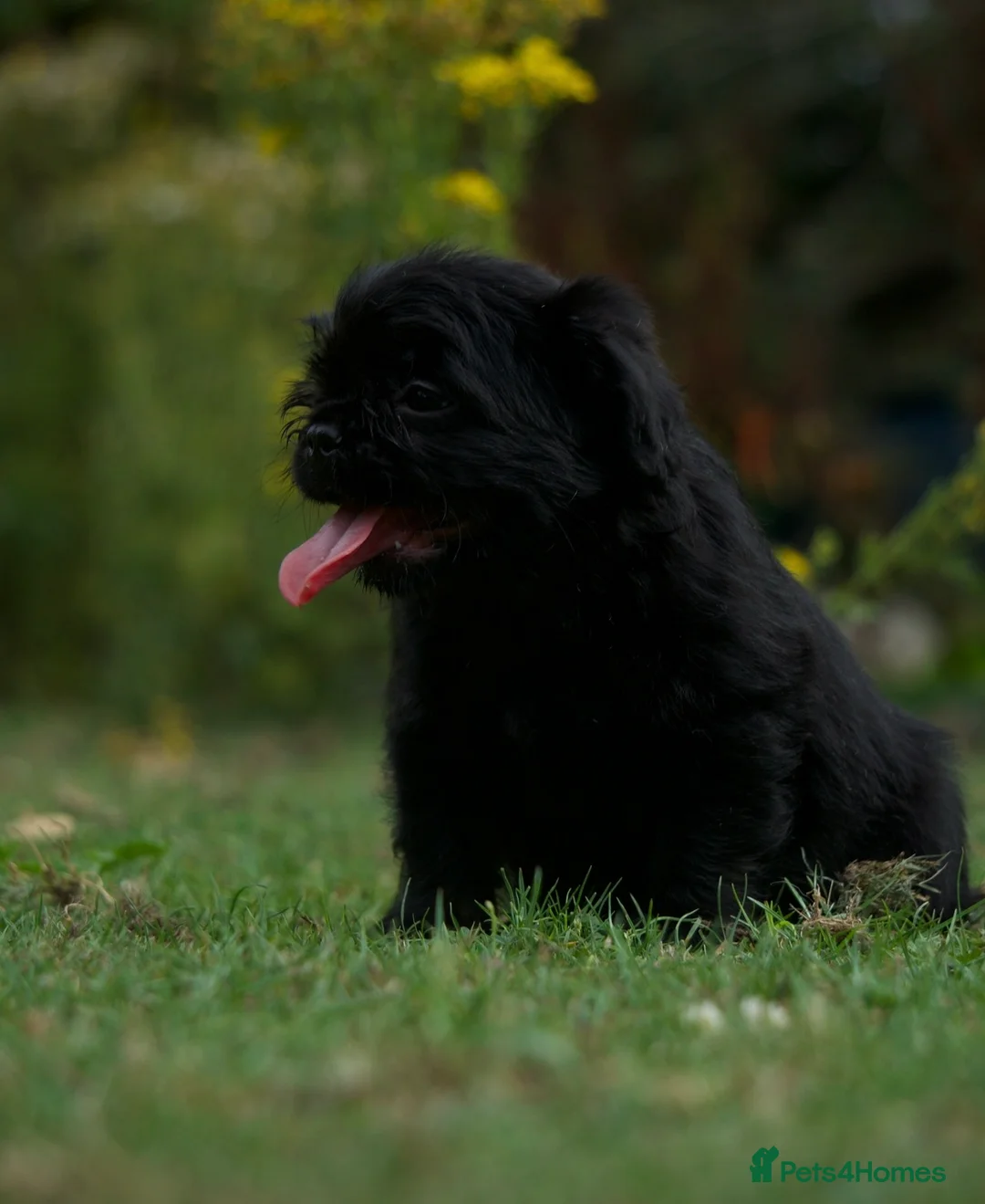 French Bulldog dogs for sale: Fluffy French Floodles  - Advert 19