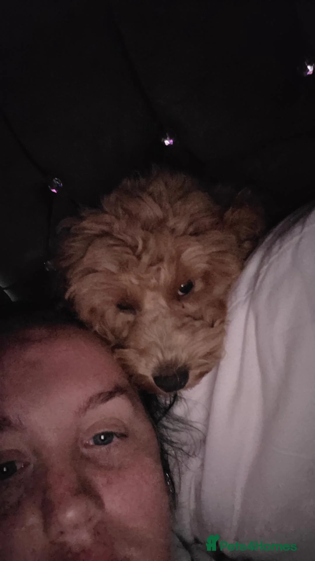 Cavapoo dogs for sale: 5 month old cavapoo female - Advert 2
