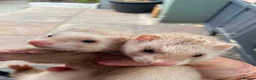Ferret rodents for sale: 2 Jills for sale  - Advert 2