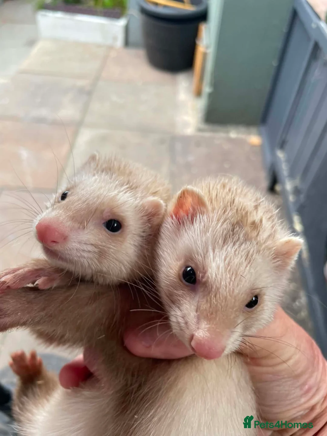 Ferret rodents for sale: 2 Jills for sale  - Advert 2