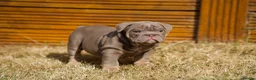 English Bulldog dogs for sale: Winnie’s amazing litter of 6 beautiful babies - Advert 6