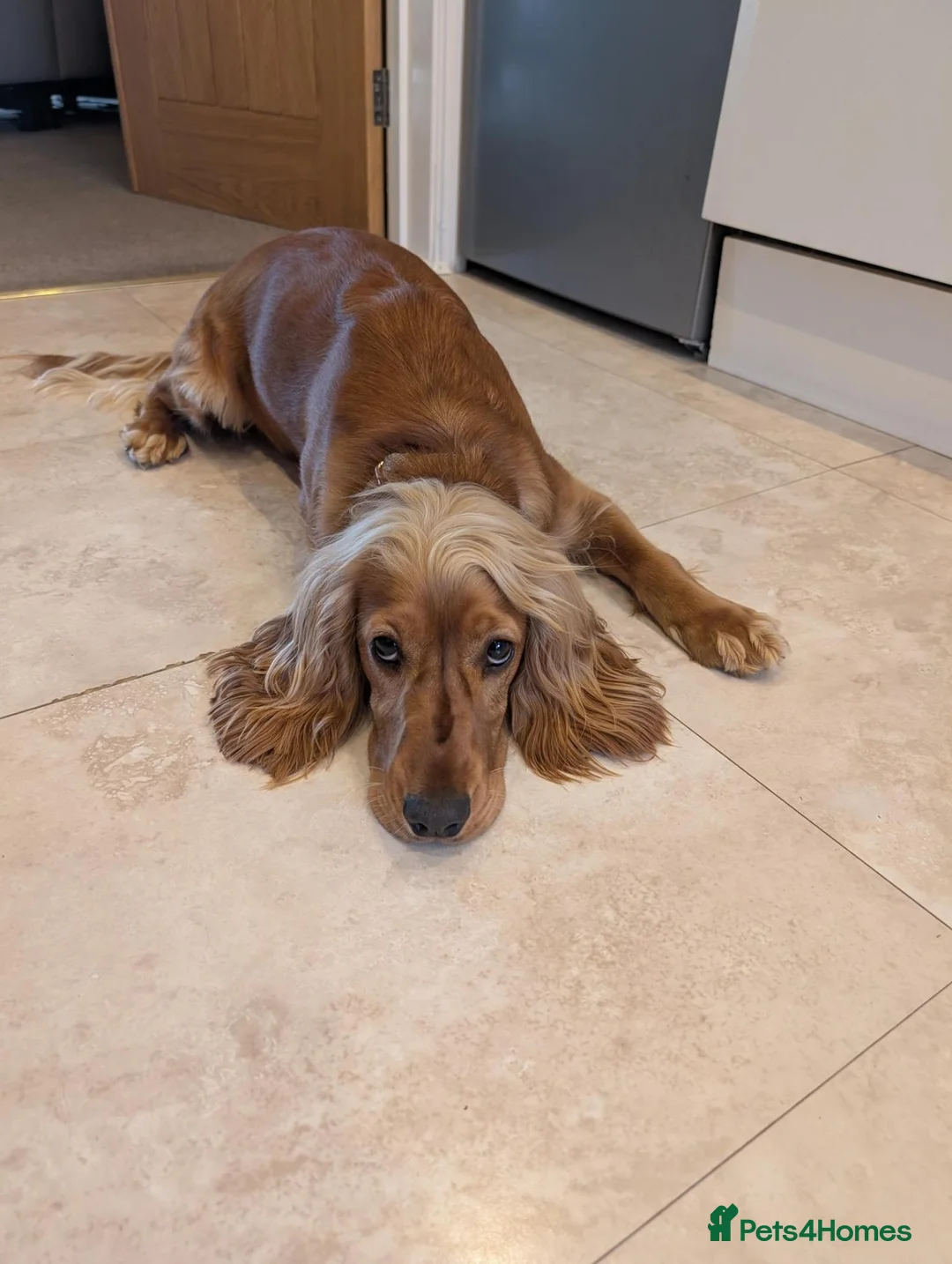 Cocker Spaniel dogs for sale: Cocker Spaniel (Ruby - 2 Years Old) - Advert 1