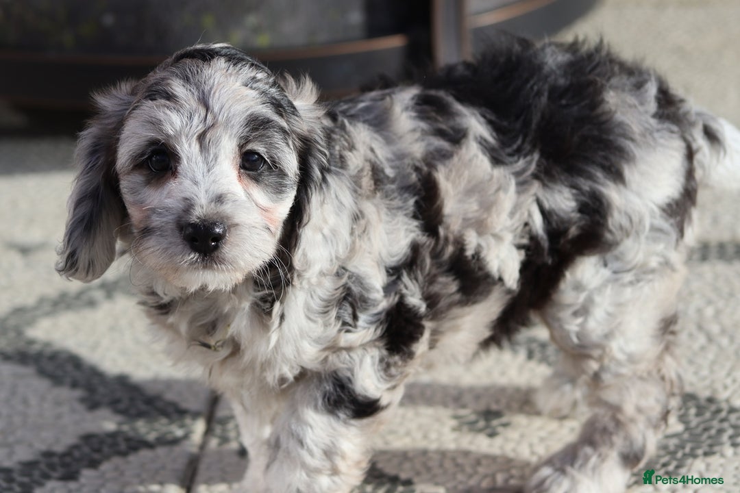 Cavapoo dogs for sale: F1 Cavapoo puppies for sale - Image 6