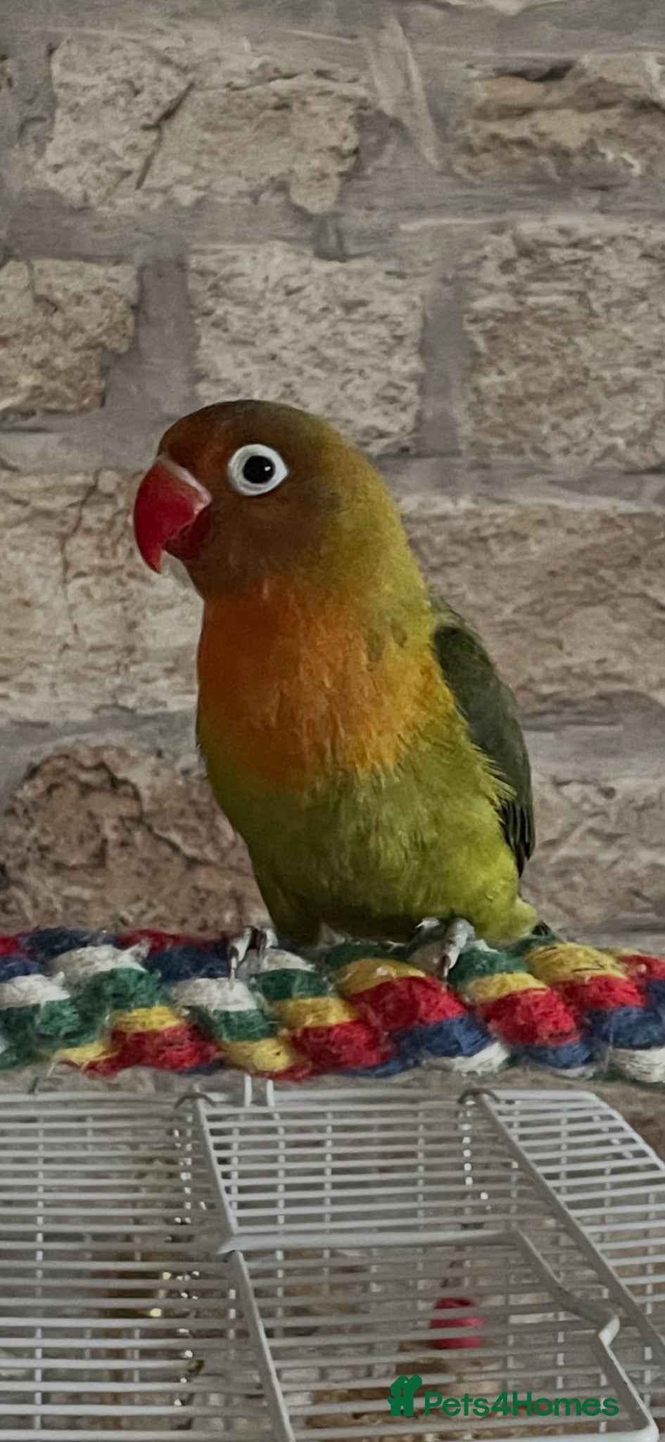 Lovebirds birds Beautiful baby lovebird hand reared  - Advert 1