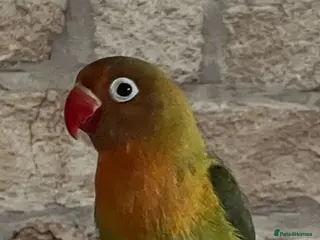 Lovebirds birds Beautiful baby lovebird hand reared - Advert 1