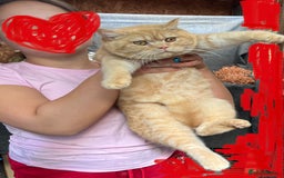 British Shorthair cats for sale: British shorthair red boy and blue -white GCCF  - Image 6