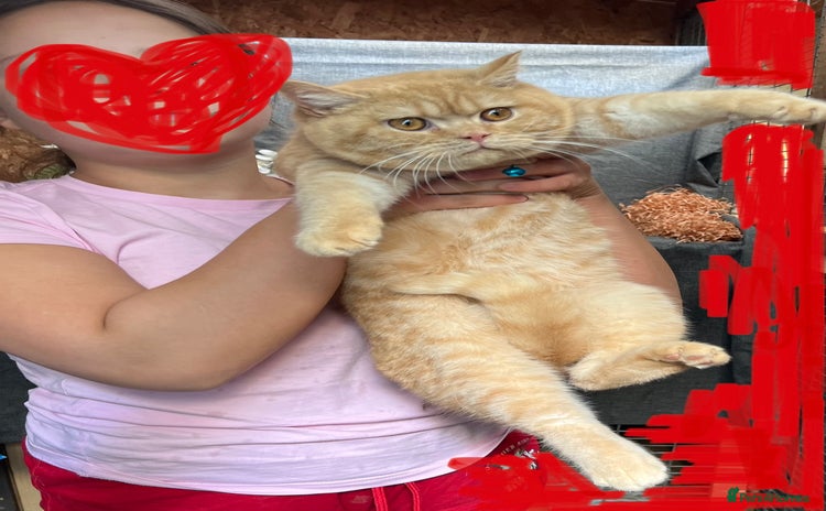 British Shorthair cats - Advert 16