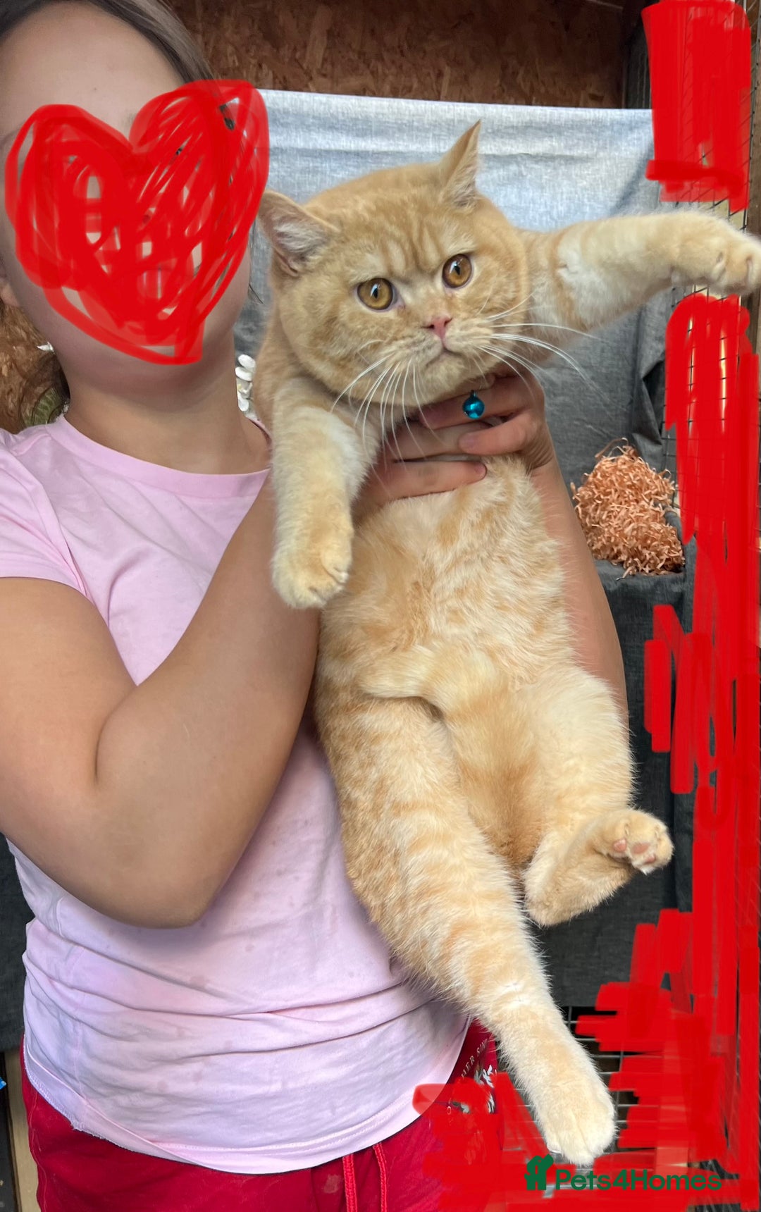 British Shorthair cats for sale: British shorthair red boy and blue -white GCCF  - Image 6