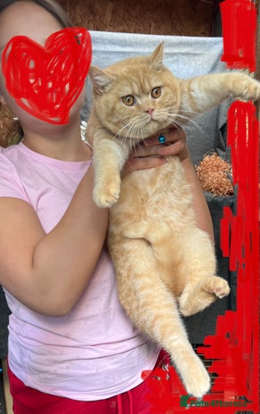 British Shorthair cats - Advert 8
