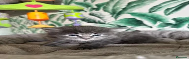 Siberian 1