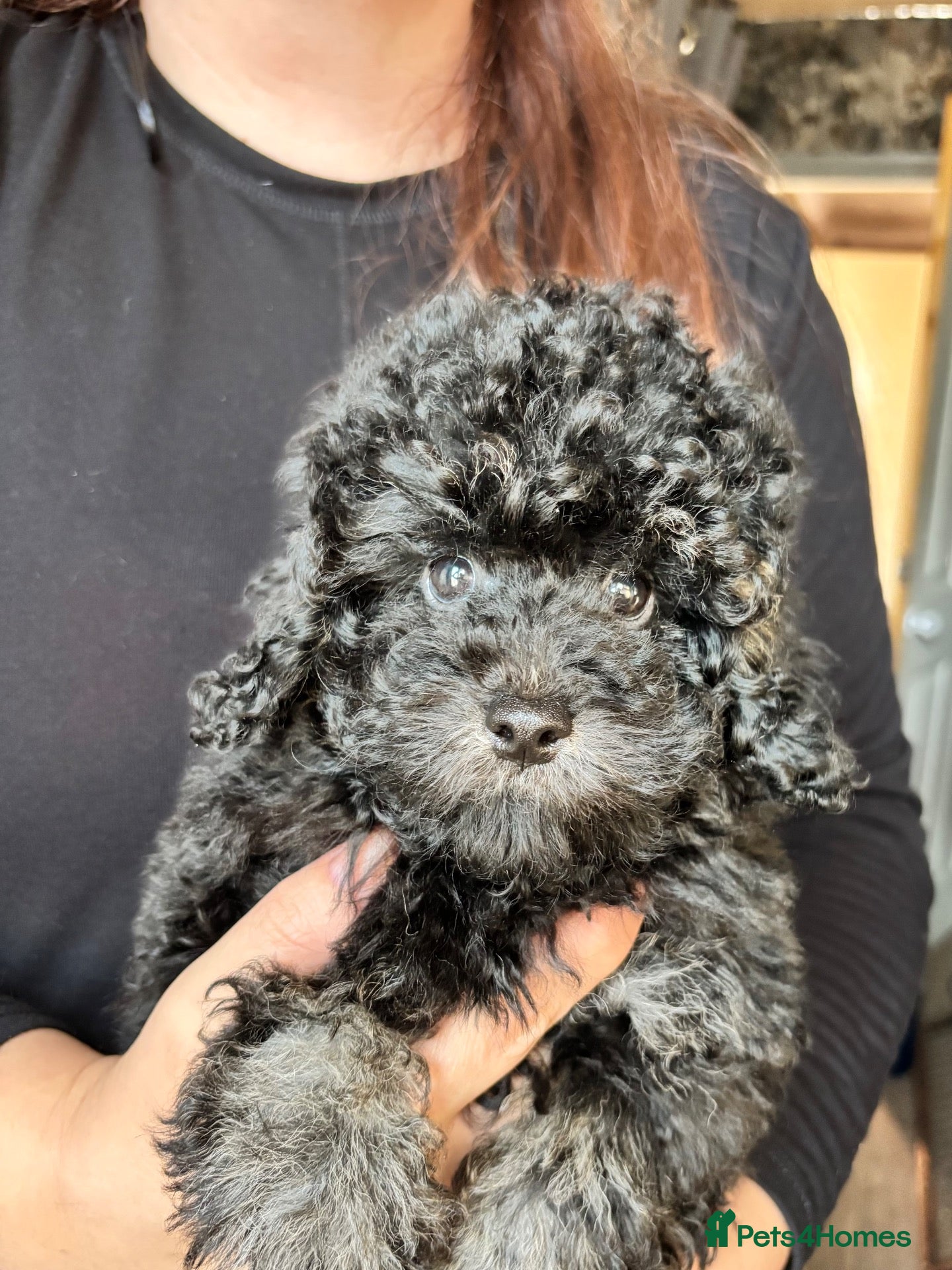 Cavapoo dogs Breeze is still looking please read full advert - Advert 13
