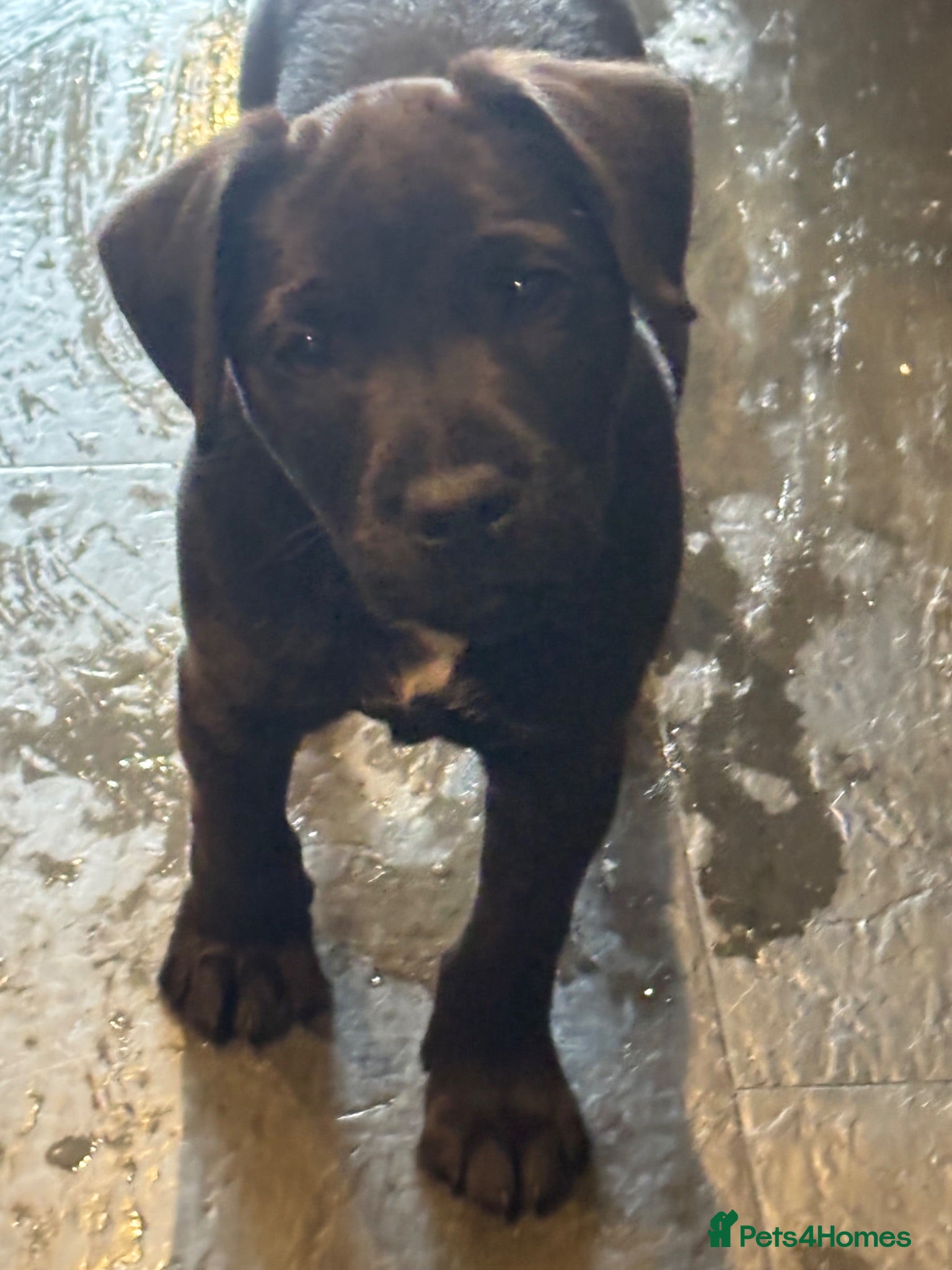 Patterdale Terrier dogs Gorgeous patterdale pups for sale - Advert 4