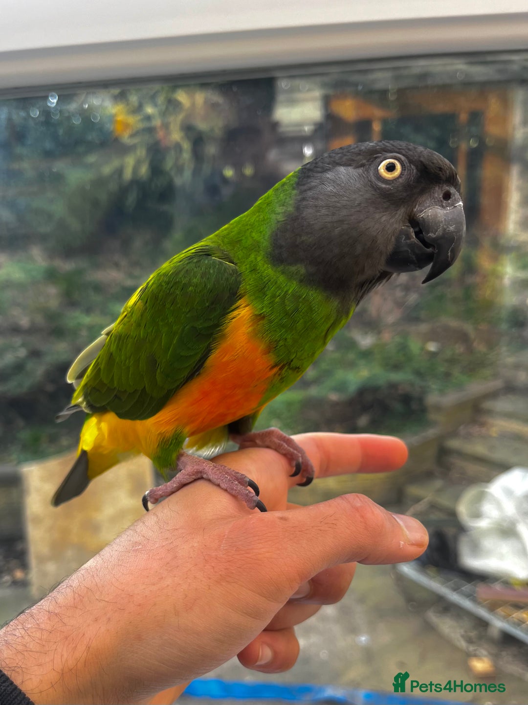 Budgerigars birds for sale: BABY SENEGAL!  - Image 2