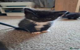 Mixed Breed cats for sale: Persian mixed breed kittens  - Image 6