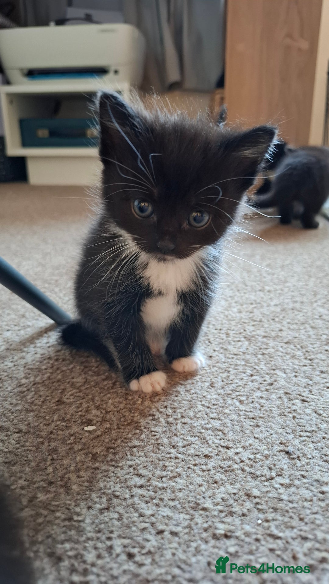 Mixed Breed cats for sale: Persian mixed breed kittens  - Image 6