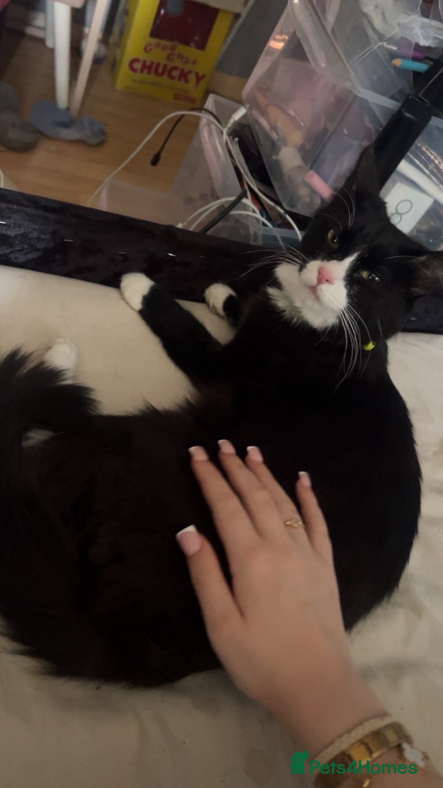 Mixed Breed cats Candy 1yr old  - Advert 1