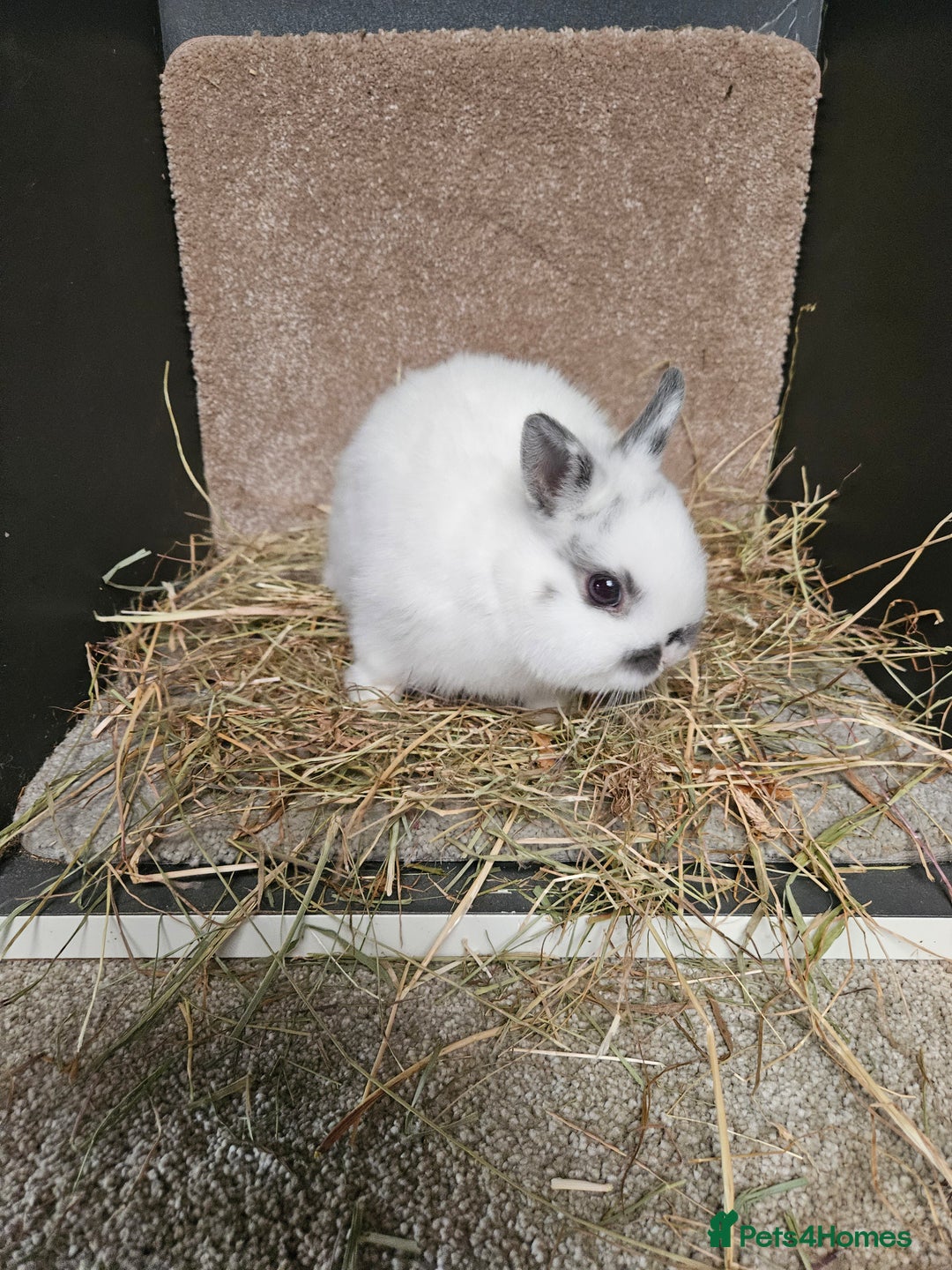 Netherland Dwarf rabbits for sale: Pure Bred Netherland Dwarfs Bucks  - Advert 3
