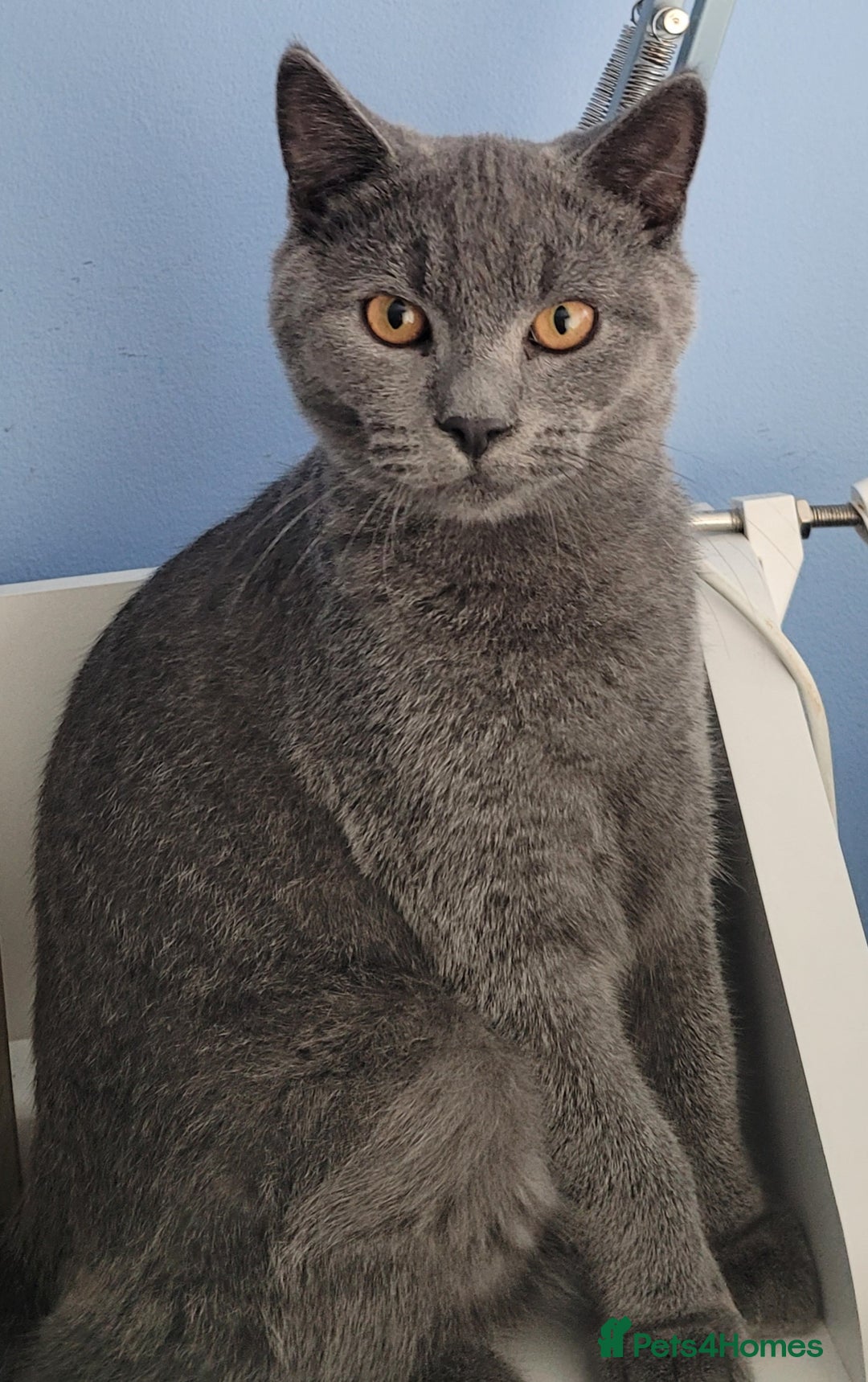 British Shorthair cats for sale: British Shorthair Boy - Image 8