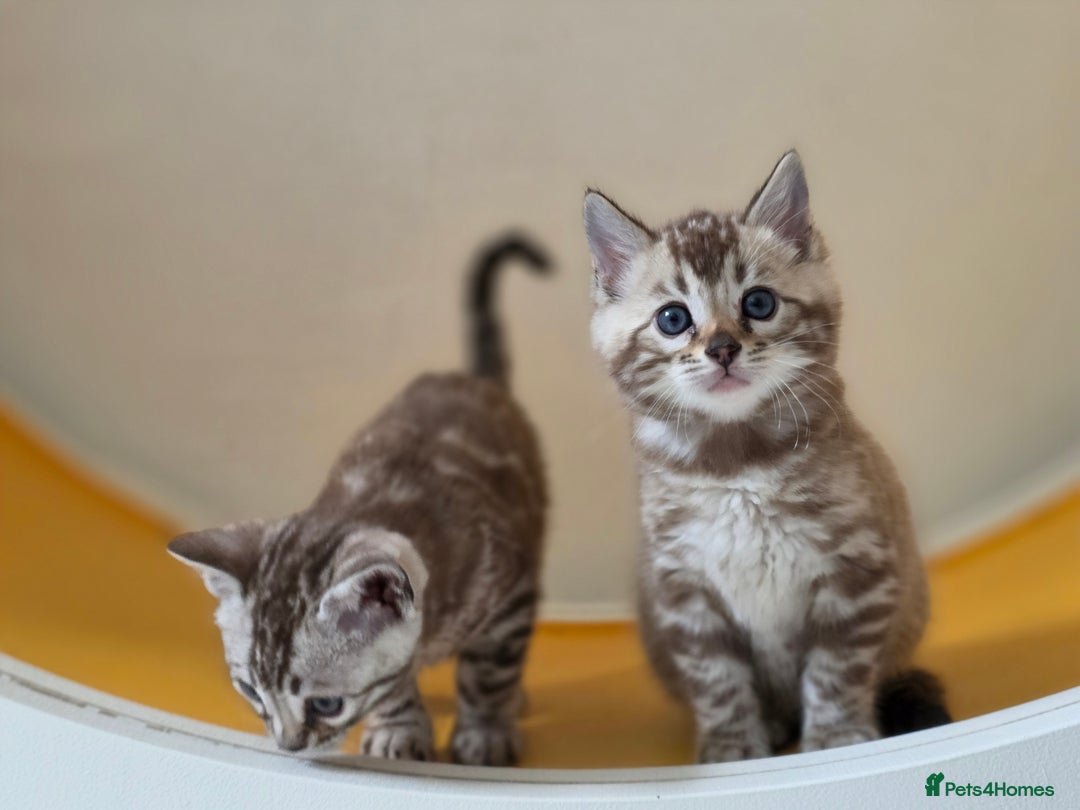 Bengal cats for sale: ❄️ Gorgeous Snow and Charcoal Bengals ❄️  - Advert 26