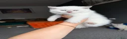 British Shorthair cats for sale: British kittens - Advert 6