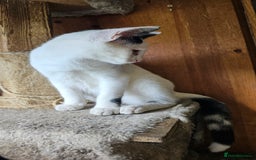 Domestic Shorthair cats for sale: 3 beautiful kittens left - Image 2