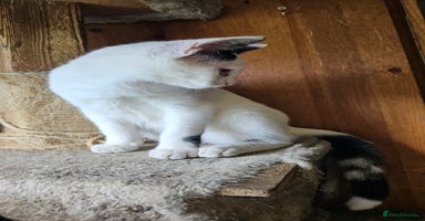 Domestic Shorthair cats - Advert 16