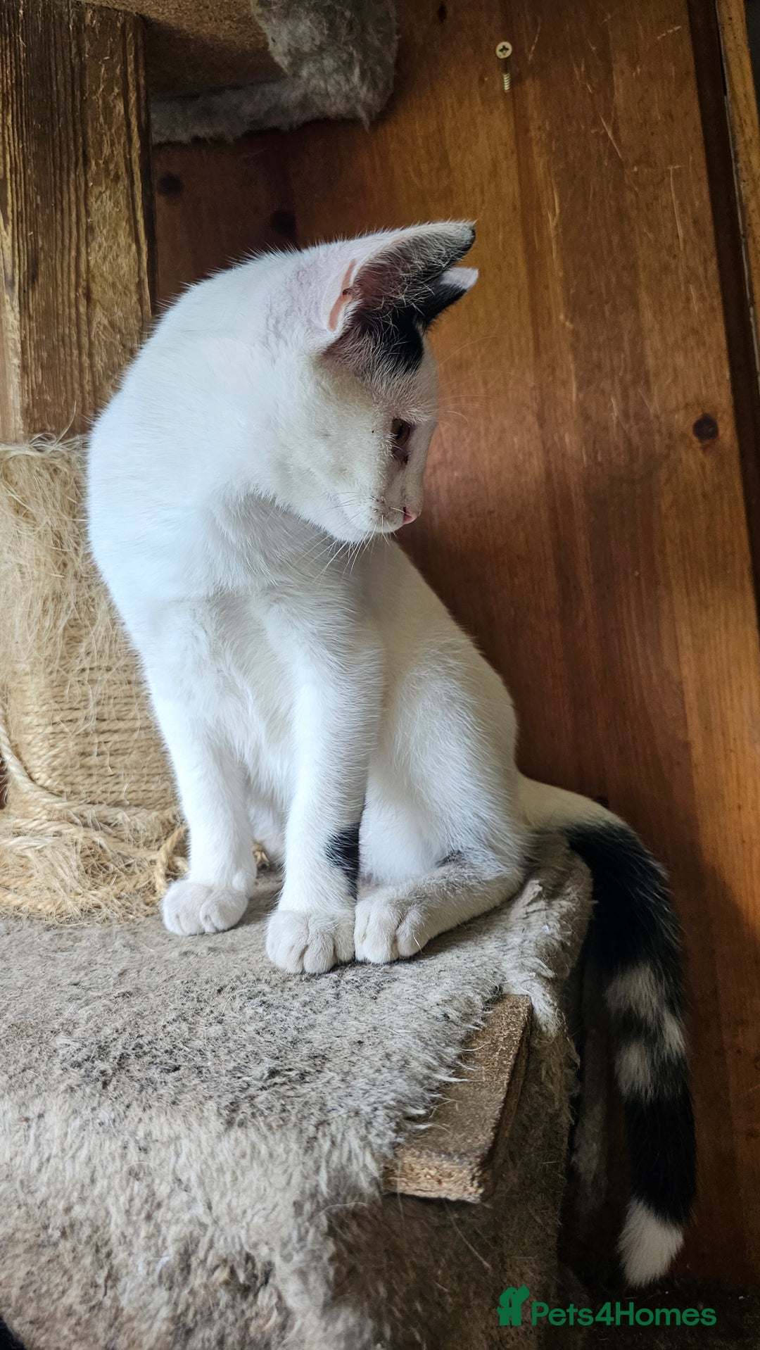Domestic Shorthair cats for sale: 3 beautiful kittens left - Image 2