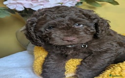 Cockapoo dogs for sale: Gorgeous Cockapoo puppies - Image 21