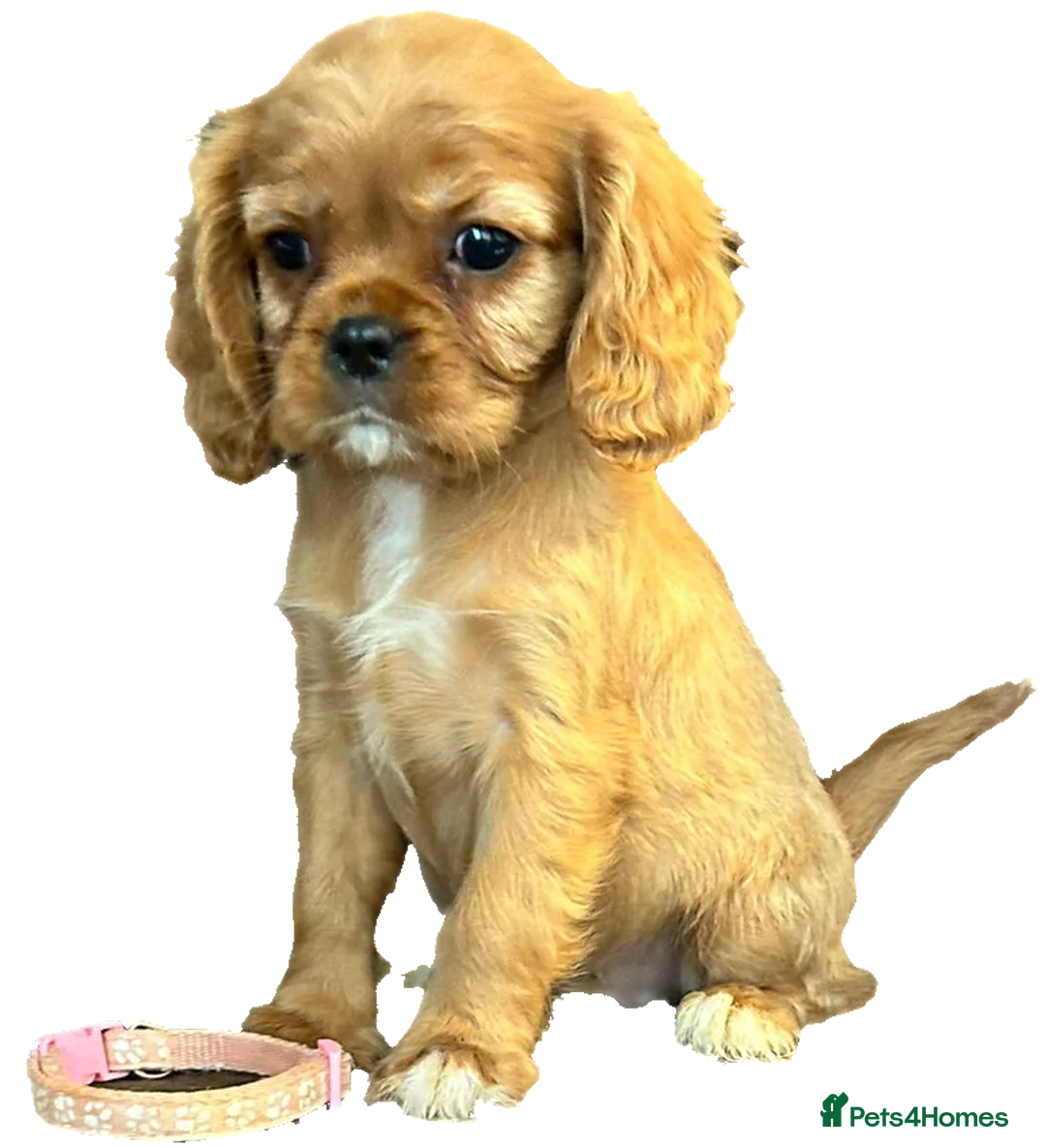 Cavalier King Charles Spaniel dogs for stud:  HEALTH TESTED kc cavalier king charles for stud  in Bedford - Advert 19