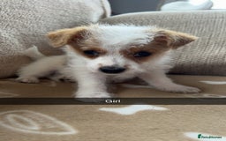 Jack Russell dogs for sale: beautiful jack Russell puppies - Image 6